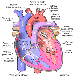 Dibujar Corazones - Grado 5 - Quizizz