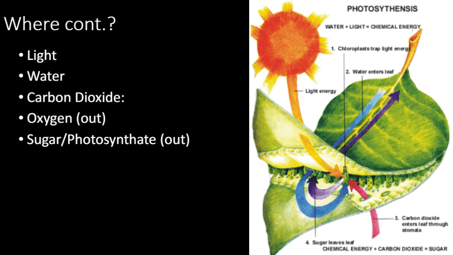 photosynthesis critical thinking questions answers