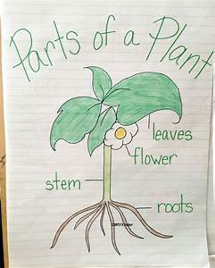 plant parts and their functions - Grade 1 - Quizizz