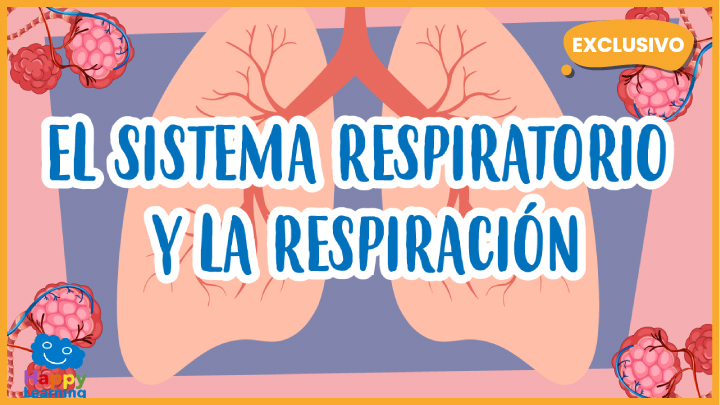 Sistema respiratorio | Quizizz