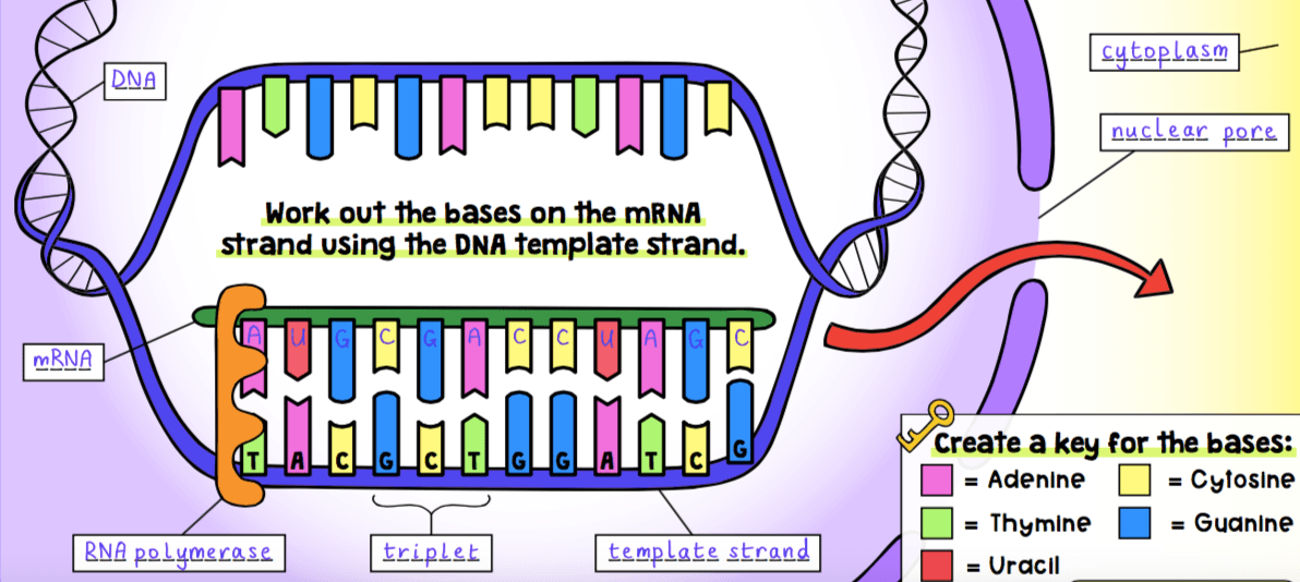 U4C2 - Protein Synthesis | Biology - Quizizz