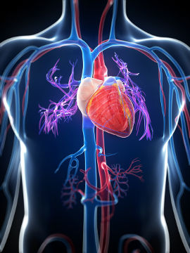 ANATOMIA DO CORAÇÃO Quiz