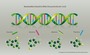 Carbohydrates, Lipids and Nucleic Acids