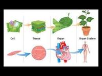 Plants, Animals, and the Earth - Grade 7 - Quizizz