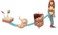 los sistemas nervioso y endocrino - Grado 4 - Quizizz