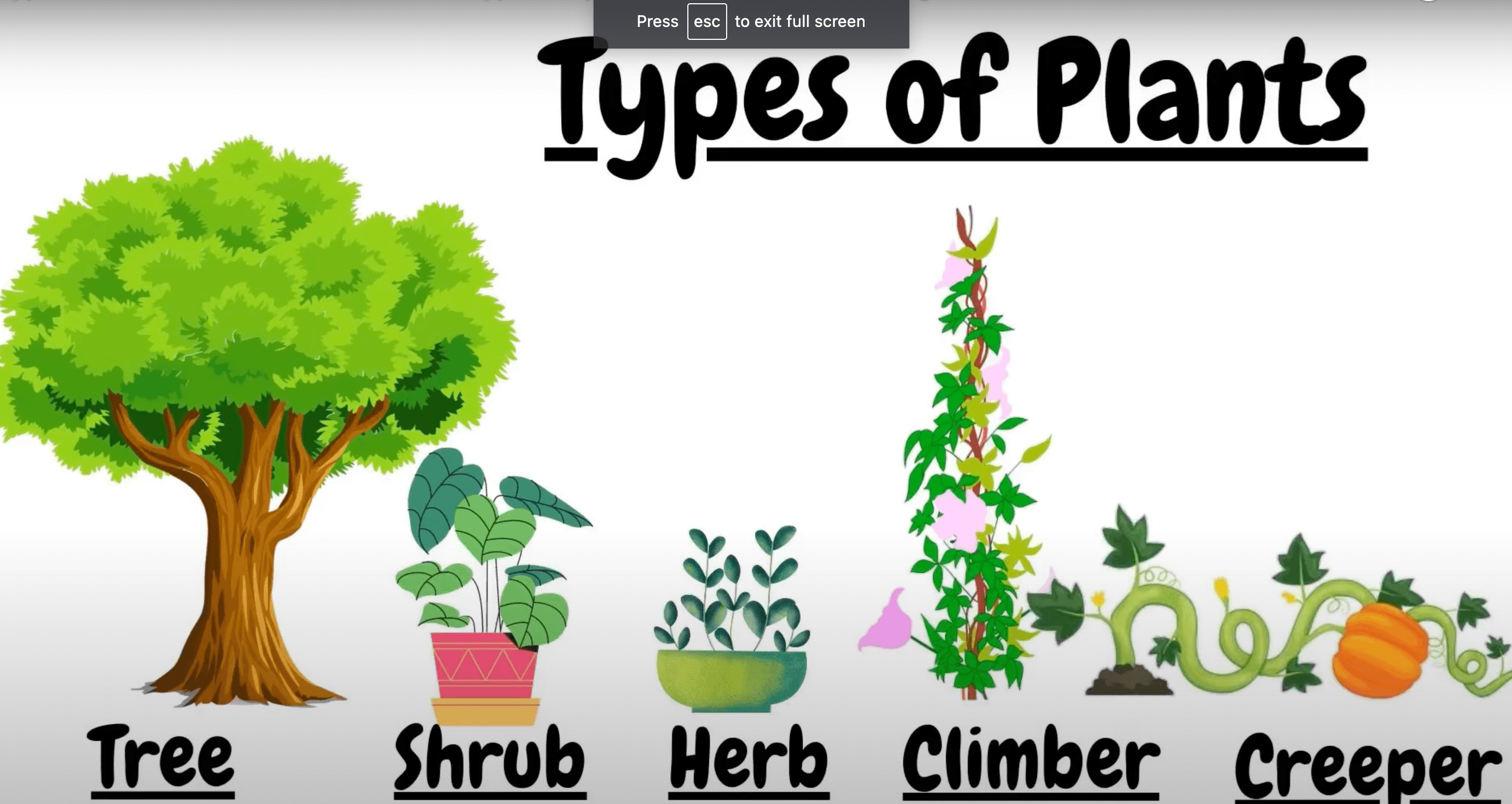 Types of Plants | 98 plays | Quizizz