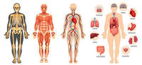 the circulatory and respiratory systems - Year 10 - Quizizz