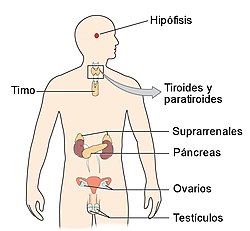 los sistemas nervioso y endocrino Tarjetas didácticas - Quizizz