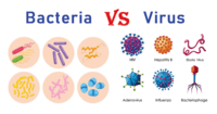 bacteria and archaea - Year 8 - Quizizz