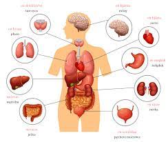 Cartões de anatomia - Série 7 - Questionário