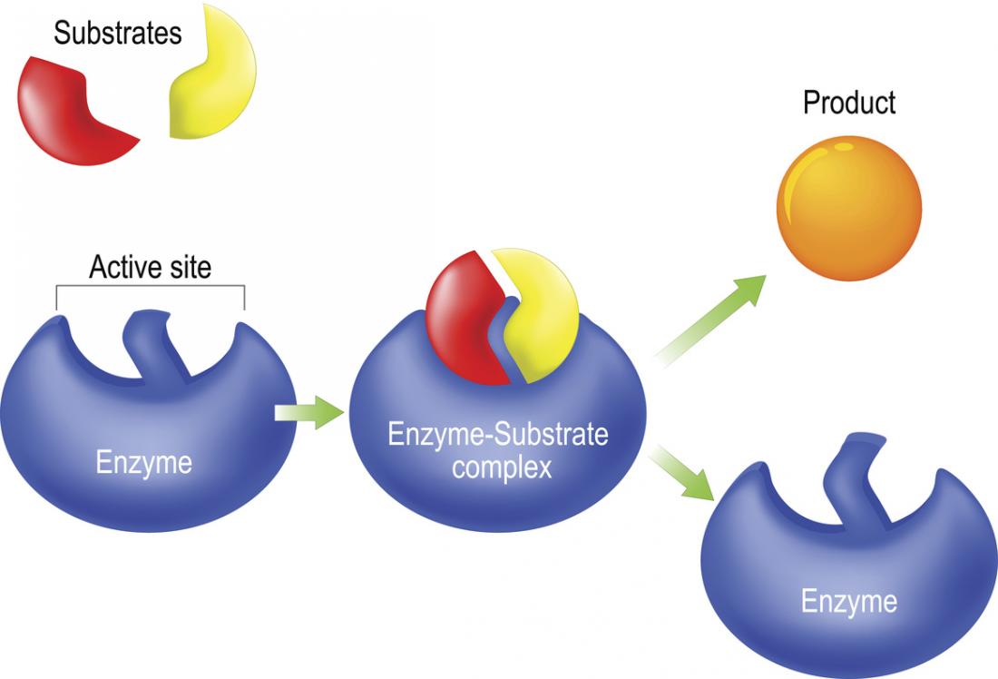 enzymes Flashcards - Quizizz