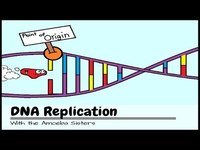 dna structure and replication - Grade 8 - Quizizz