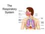 Respiratory System