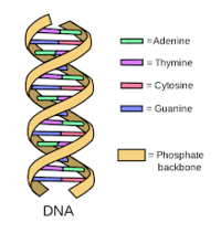 struktur dan replikasi DNA - Kelas 6 - Kuis