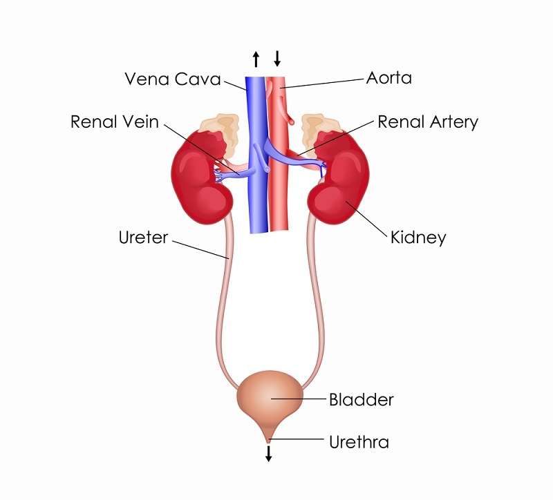 excretory-system-science-quiz-quizizz