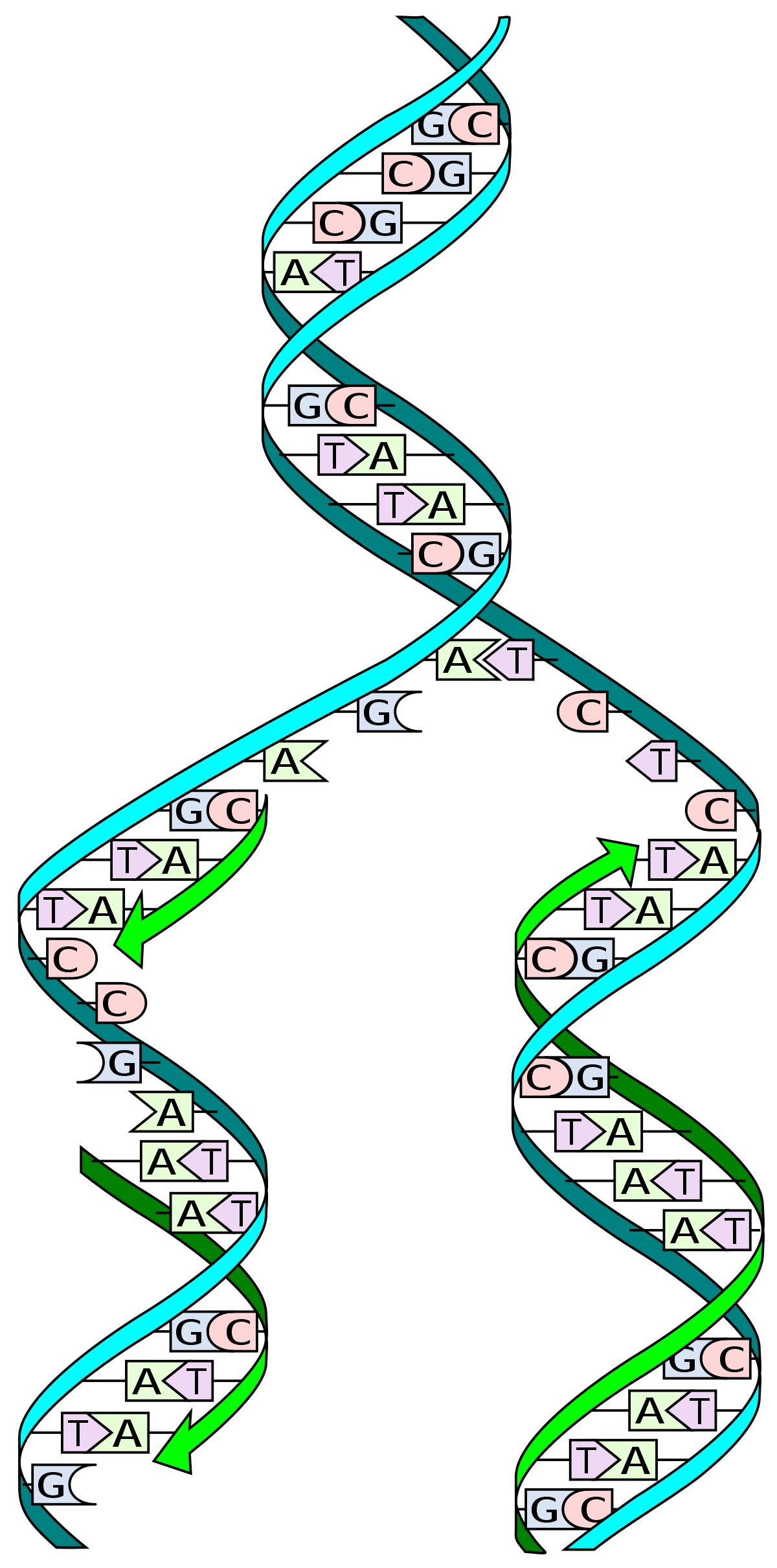 **AP Bio DNA Structure/Replication/Protein Synthesis** Quiz - Quizizz