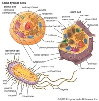 Cell Organization By Structure Biology Quiz Quizizz