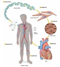 estrutura e replicação do DNA - Série 9 - Questionário