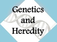 genetics vocabulary genotype and phenotype - Class 4 - Quizizz