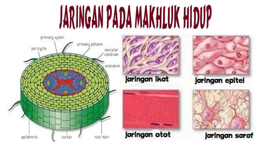 Jaringan Tumbuhan Dan Hewan Biology Quizizz