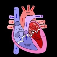 o sistema imunológico Flashcards - Questionário