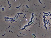 bakteri dan archaea - Kelas 7 - Kuis