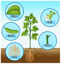 Formas planas - Grado 2 - Quizizz