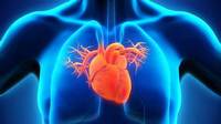 the circulatory and respiratory systems - Class 12 - Quizizz