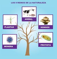 Clasificación de cuadriláteros - Grado 7 - Quizizz