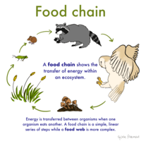 food chain Flashcards - Quizizz