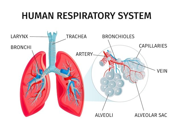 the circulatory and respiratory systems Flashcards - Quizizz