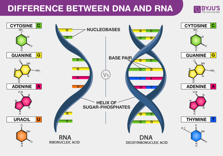 synteza rna i białek - Klasa 11 - Quiz