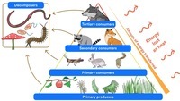 How Books Work - Year 12 - Quizizz