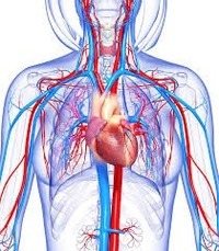 Otot jantung pada dinding bilik kiri lebih tebal dibandingkan pada dinding bilik kanan