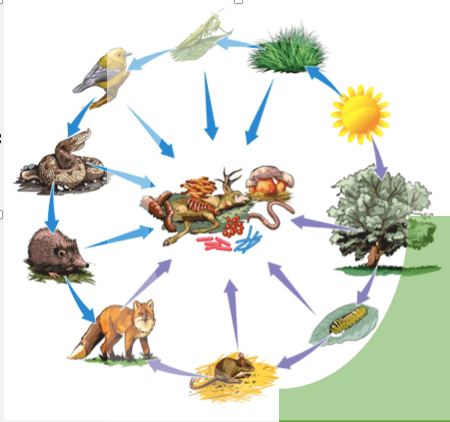 Energy Flow Through An Ecosystem | Science - Quizizz