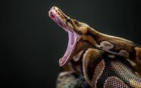 Python - Year 4 - Quizizz