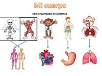 los sistemas circulatorio y respiratorio Tarjetas didácticas - Quizizz