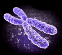 struktura i liczba chromosomów - Klasa 11 - Quiz