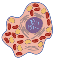 the cell membrane - Grade 4 - Quizizz