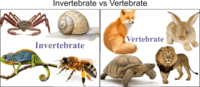 vertebrata dan invertebrata - Kelas 1 - Kuis