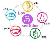 Los 5 Sentidos - Grado 4 - Quizizz