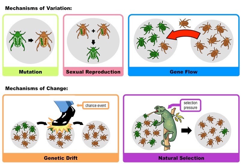 Mechanisms Of Evolution | Other - Quizizz