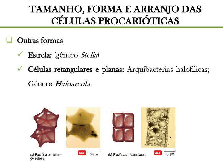 REVISÃO MICROBIOLOGIA ENGENHARIA FLORESTAL - Quizizz