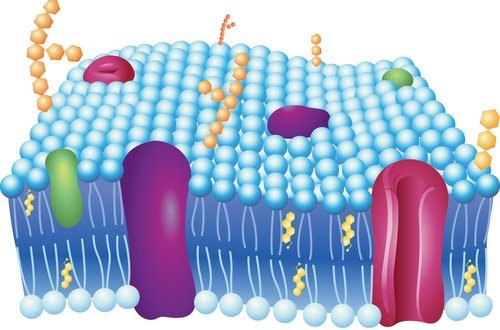 sự trao đổi chất - Lớp 10 - Quizizz