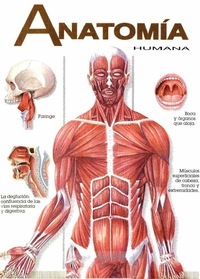 Cartões de anatomia Flashcards - Questionário