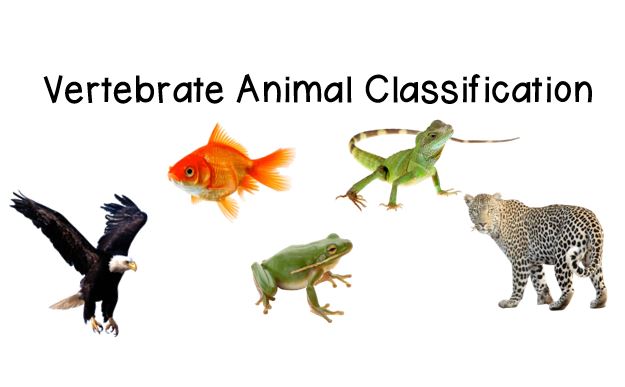 Vertebrate Animal Classification | Science - Quizizz