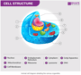 Cell Organelles and their Functions