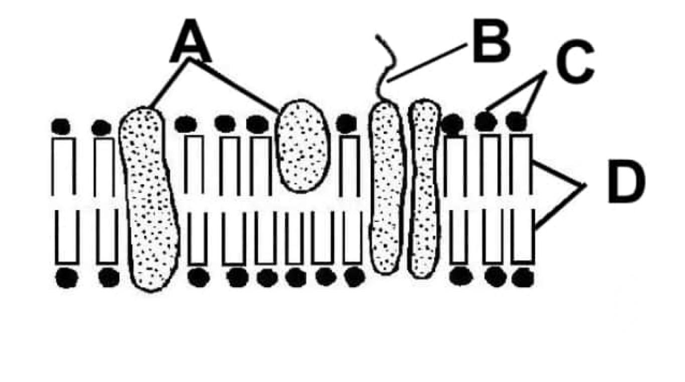 biology-review-2-quizizz