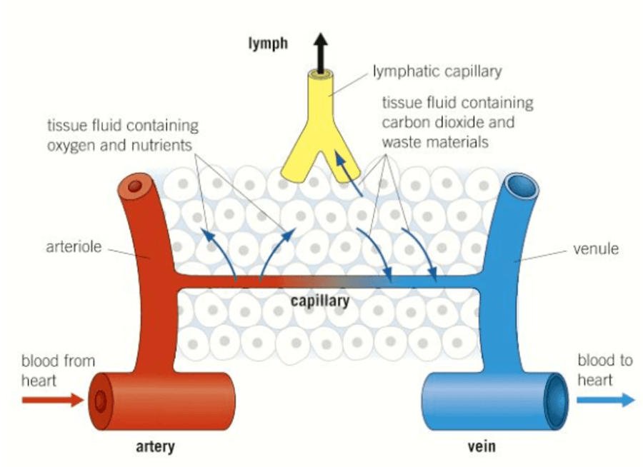 tissue-fluid-formation-98-plays-quizizz