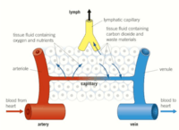 Tissue Fluid Formation Biology Quizizz